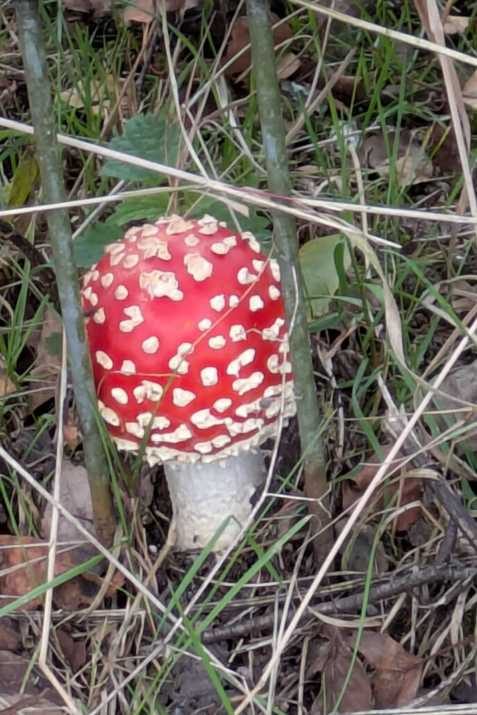 062e6caWandern mit Hannelore und Frank1-b6f7-4501-a053-f352174d53e9